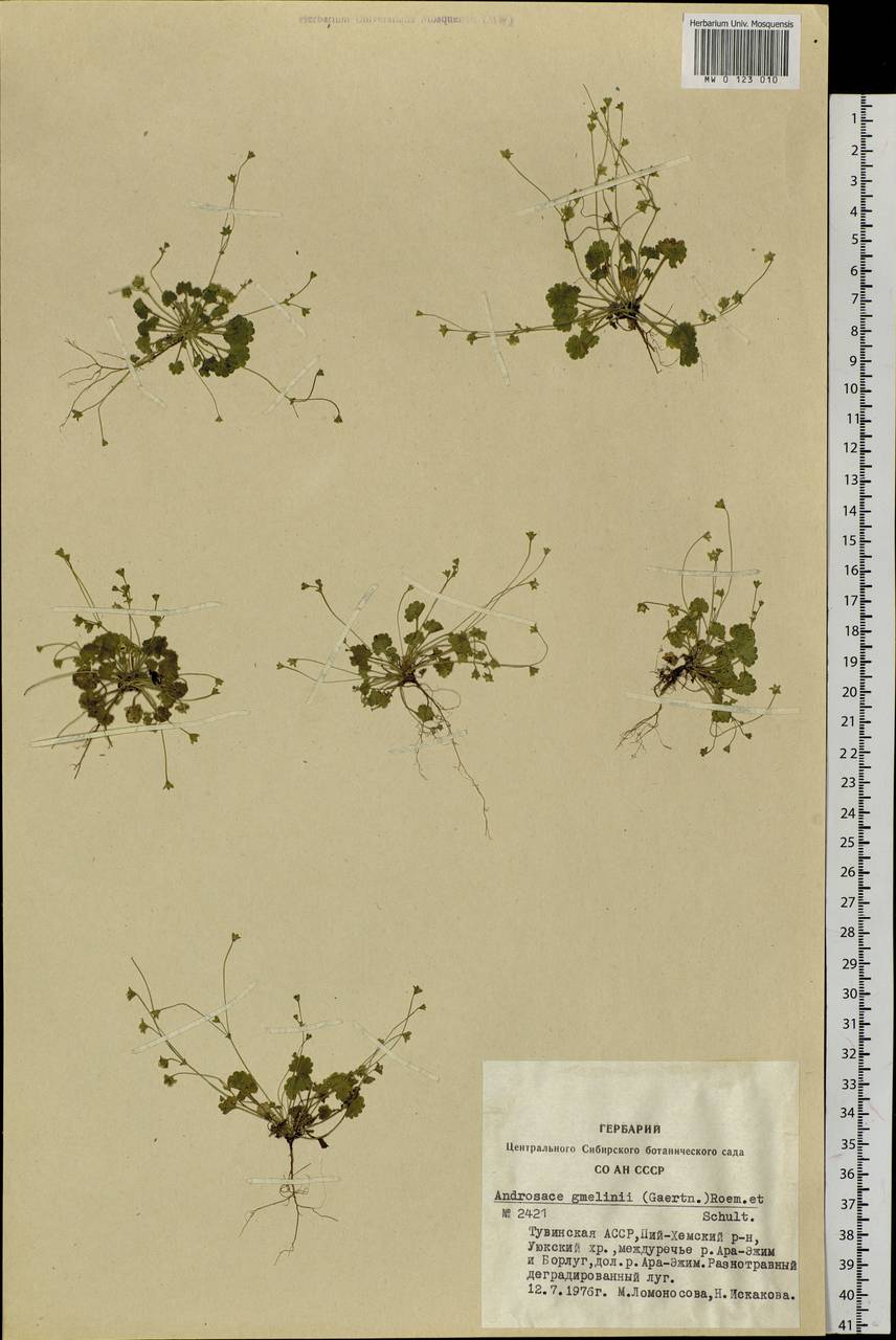 Androsace gmelinii (L.) Roem. & Schult., Siberia, Altai & Sayany Mountains (S2) (Russia)