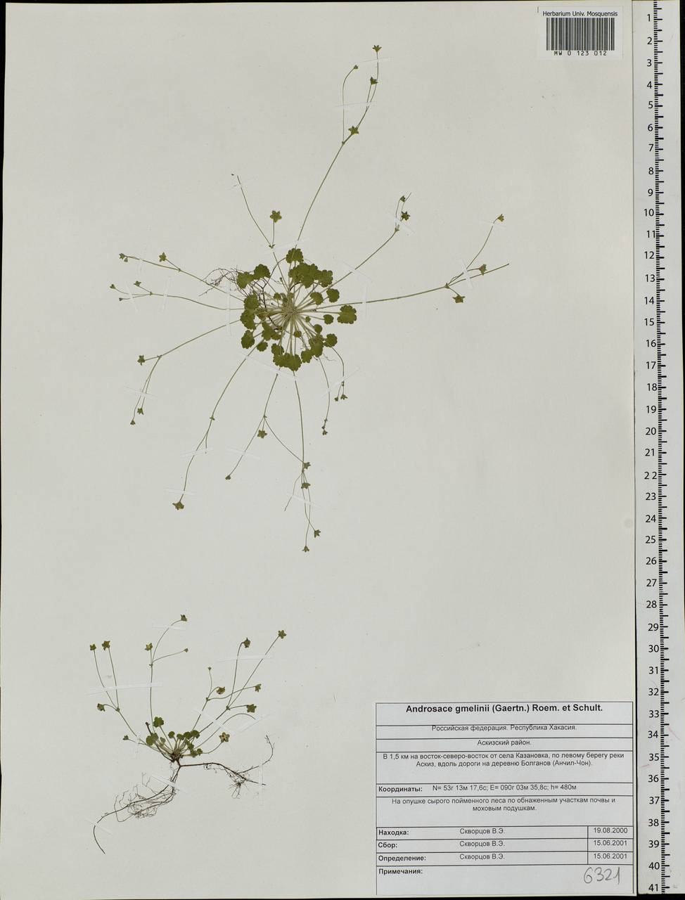 Androsace gmelinii (L.) Roem. & Schult., Siberia, Altai & Sayany Mountains (S2) (Russia)
