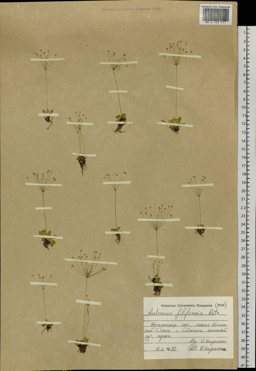 Androsace filiformis Retz., Siberia, Chukotka & Kamchatka (S7) (Russia)