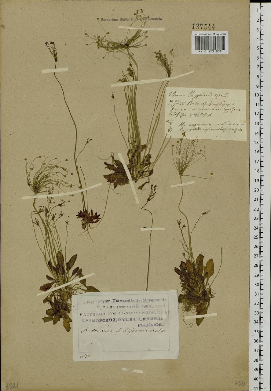 Androsace filiformis Retz., Siberia, Russian Far East (S6) (Russia)