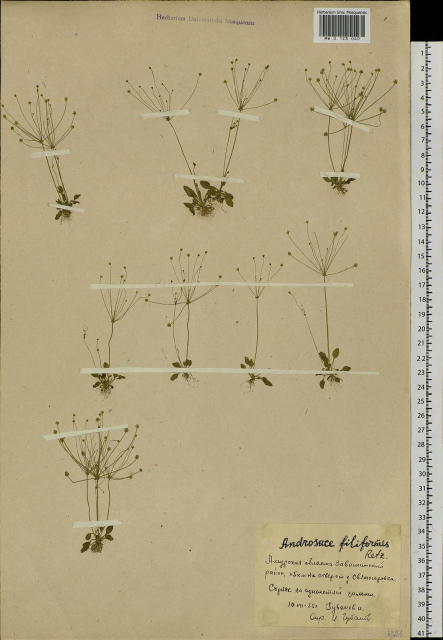 Androsace filiformis Retz., Siberia, Russian Far East (S6) (Russia)