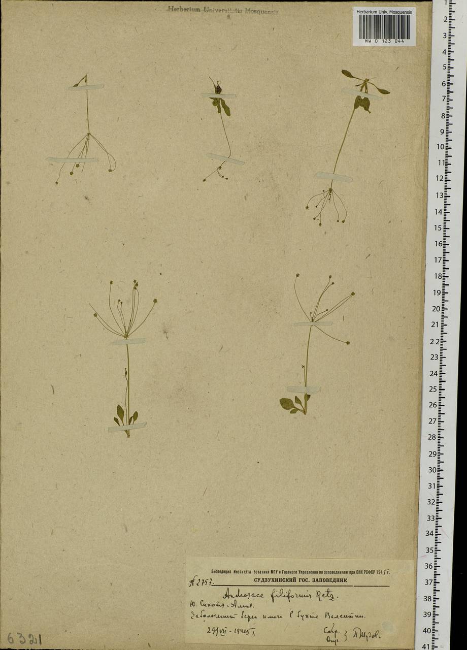 Androsace filiformis Retz., Siberia, Russian Far East (S6) (Russia)