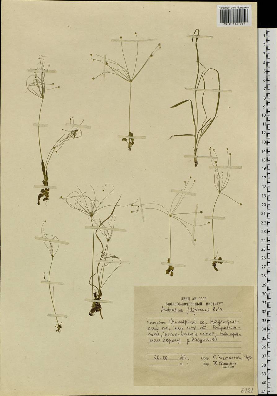 Androsace filiformis Retz., Siberia, Russian Far East (S6) (Russia)