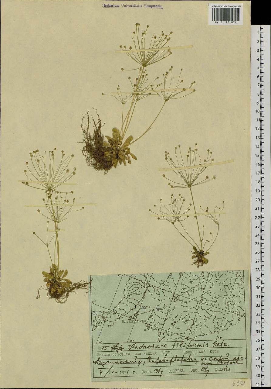 Androsace filiformis Retz., Siberia, Russian Far East (S6) (Russia)