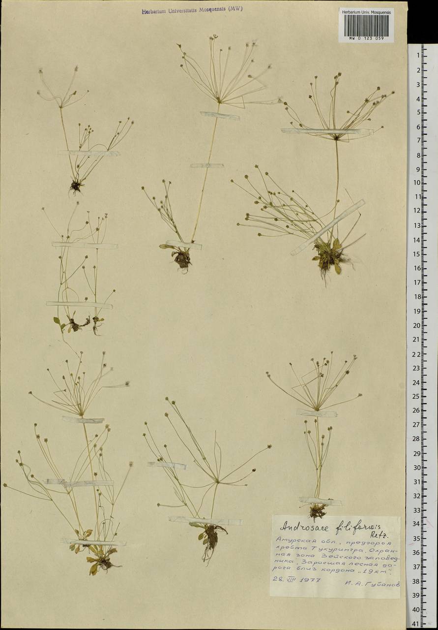 Androsace filiformis Retz., Siberia, Russian Far East (S6) (Russia)