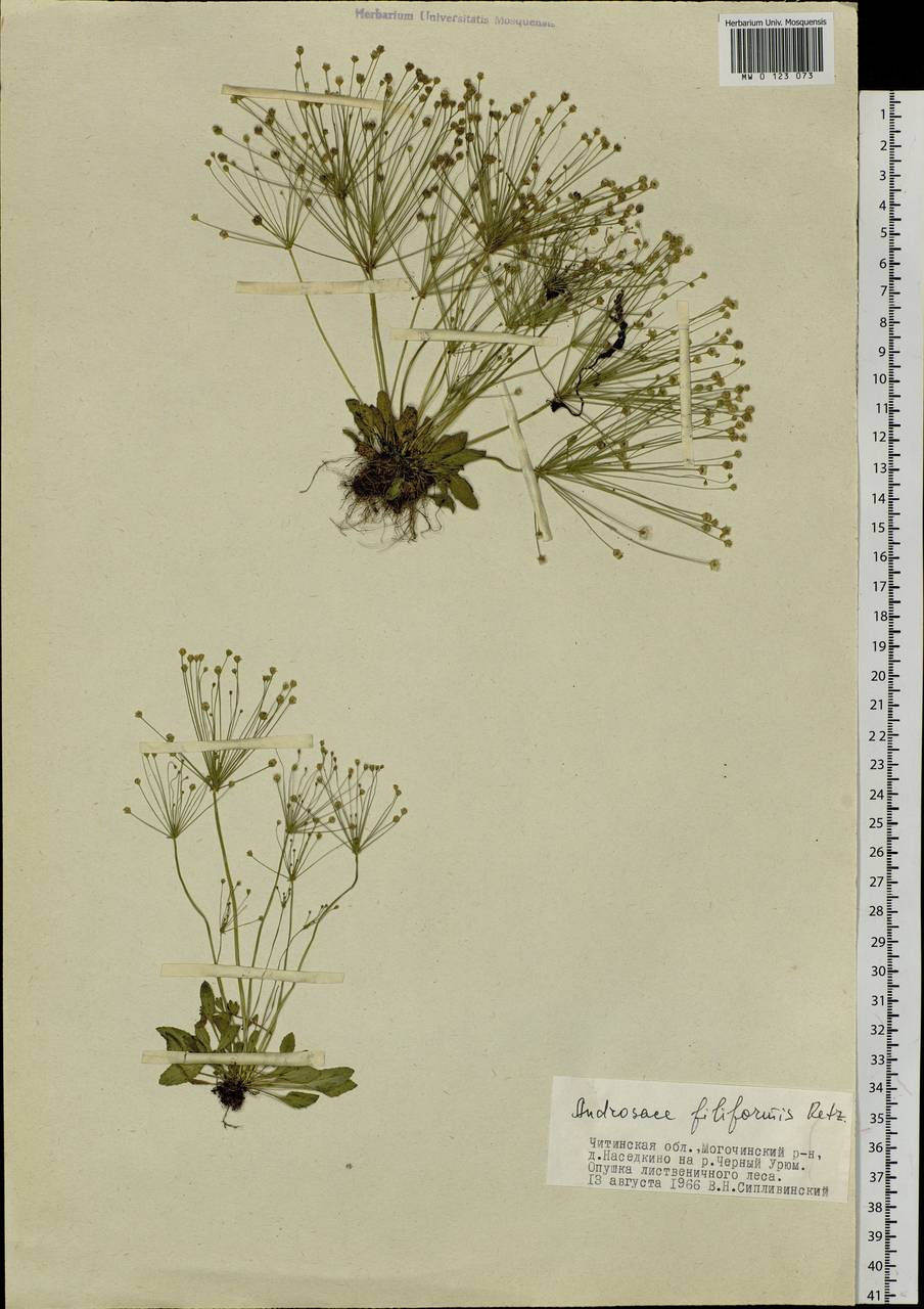 Androsace filiformis Retz., Siberia, Baikal & Transbaikal region (S4) (Russia)