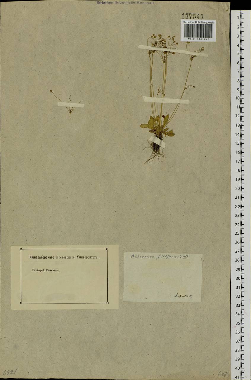 Androsace filiformis Retz., Siberia, Baikal & Transbaikal region (S4) (Russia)