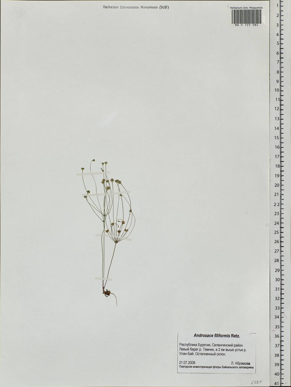 Androsace filiformis Retz., Siberia, Baikal & Transbaikal region (S4) (Russia)