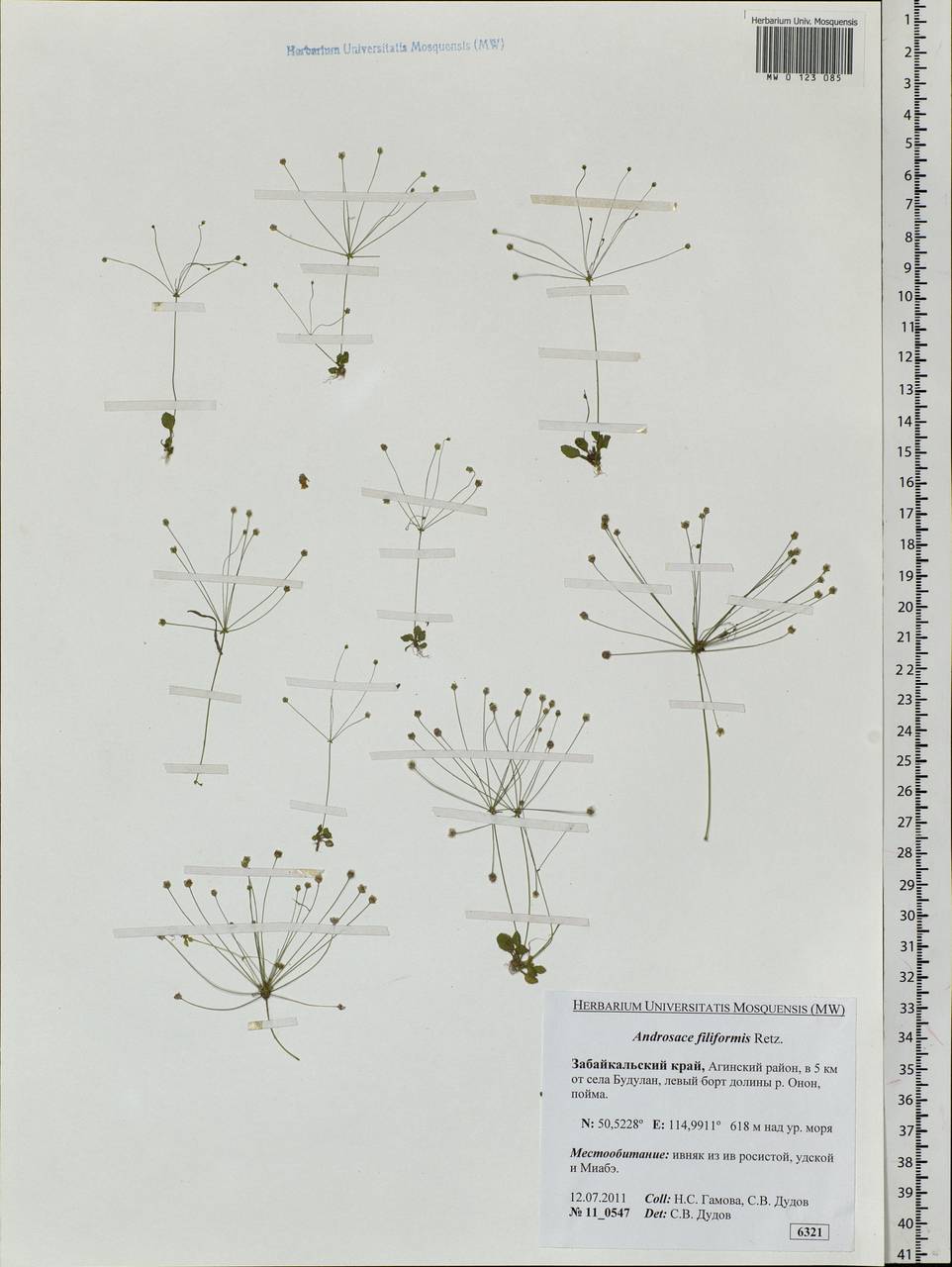 Androsace filiformis Retz., Siberia, Baikal & Transbaikal region (S4) (Russia)