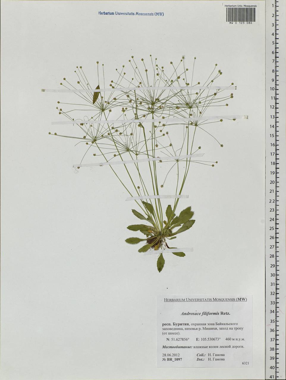 Androsace filiformis Retz., Siberia, Baikal & Transbaikal region (S4) (Russia)
