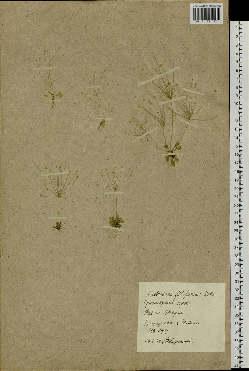 Androsace filiformis Retz., Siberia, Central Siberia (S3) (Russia)