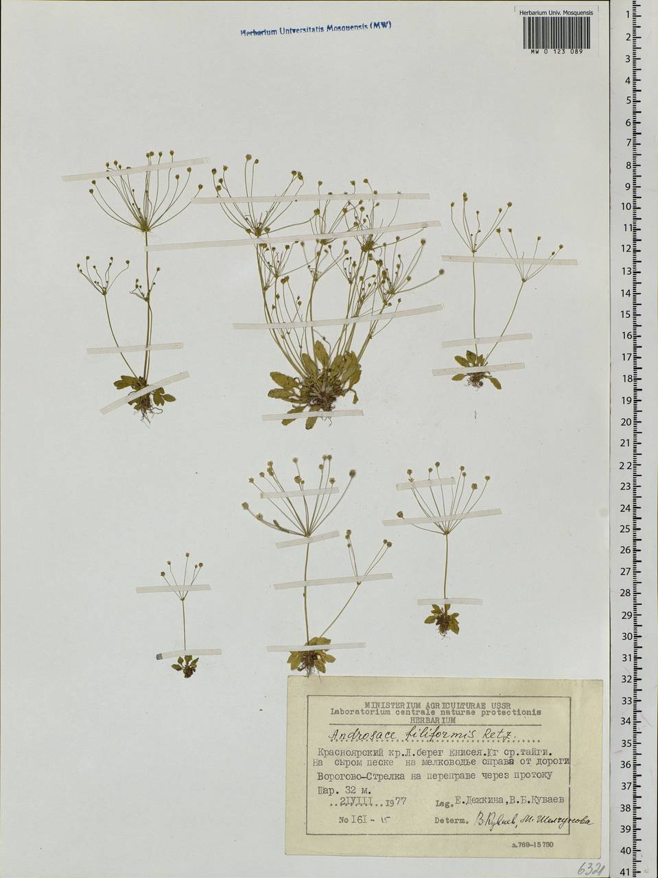 Androsace filiformis Retz., Siberia, Central Siberia (S3) (Russia)