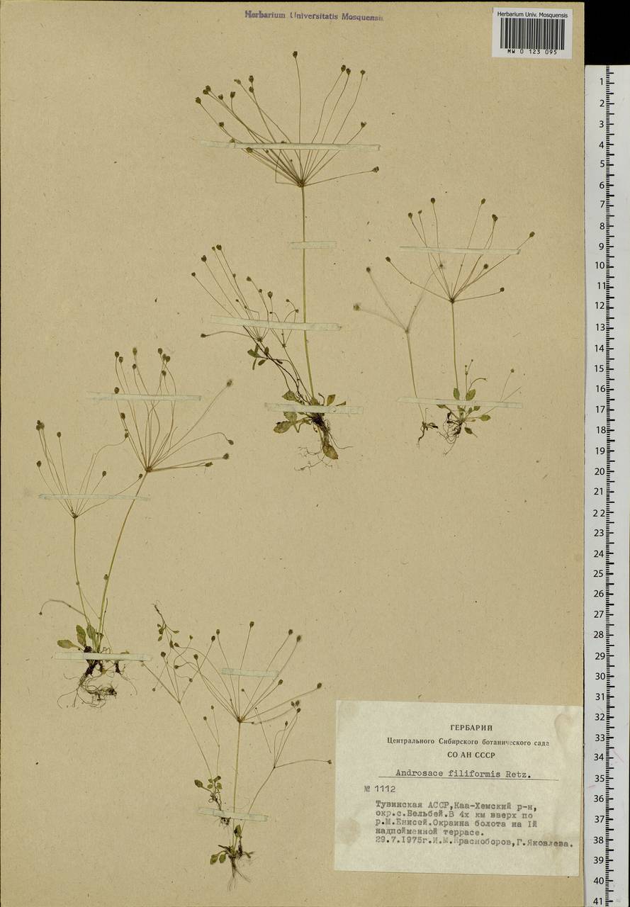 Androsace filiformis Retz., Siberia, Altai & Sayany Mountains (S2) (Russia)