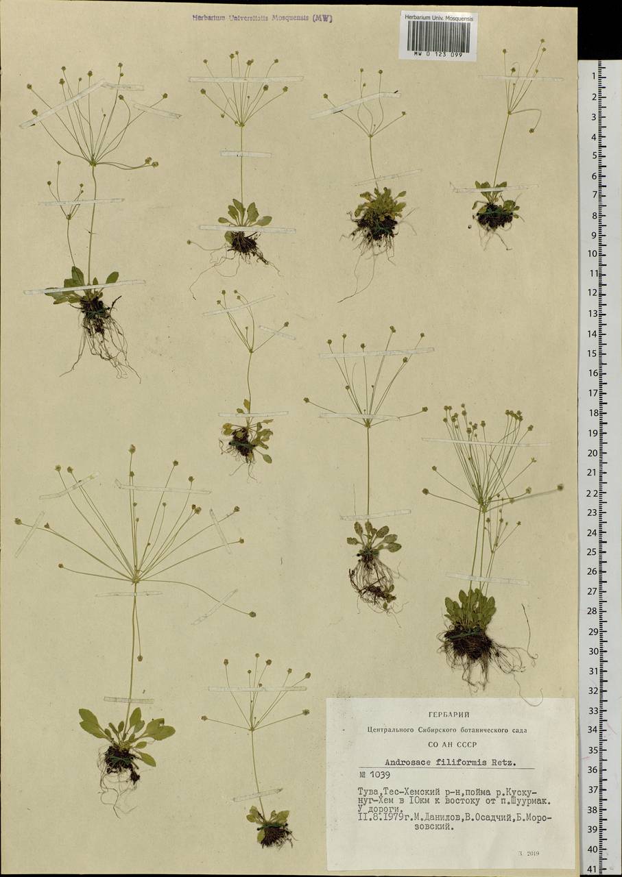 Androsace filiformis Retz., Siberia, Altai & Sayany Mountains (S2) (Russia)