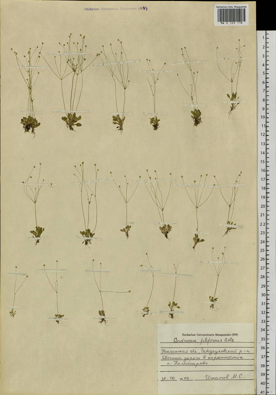 Androsace filiformis Retz., Siberia, Western Siberia (S1) (Russia)