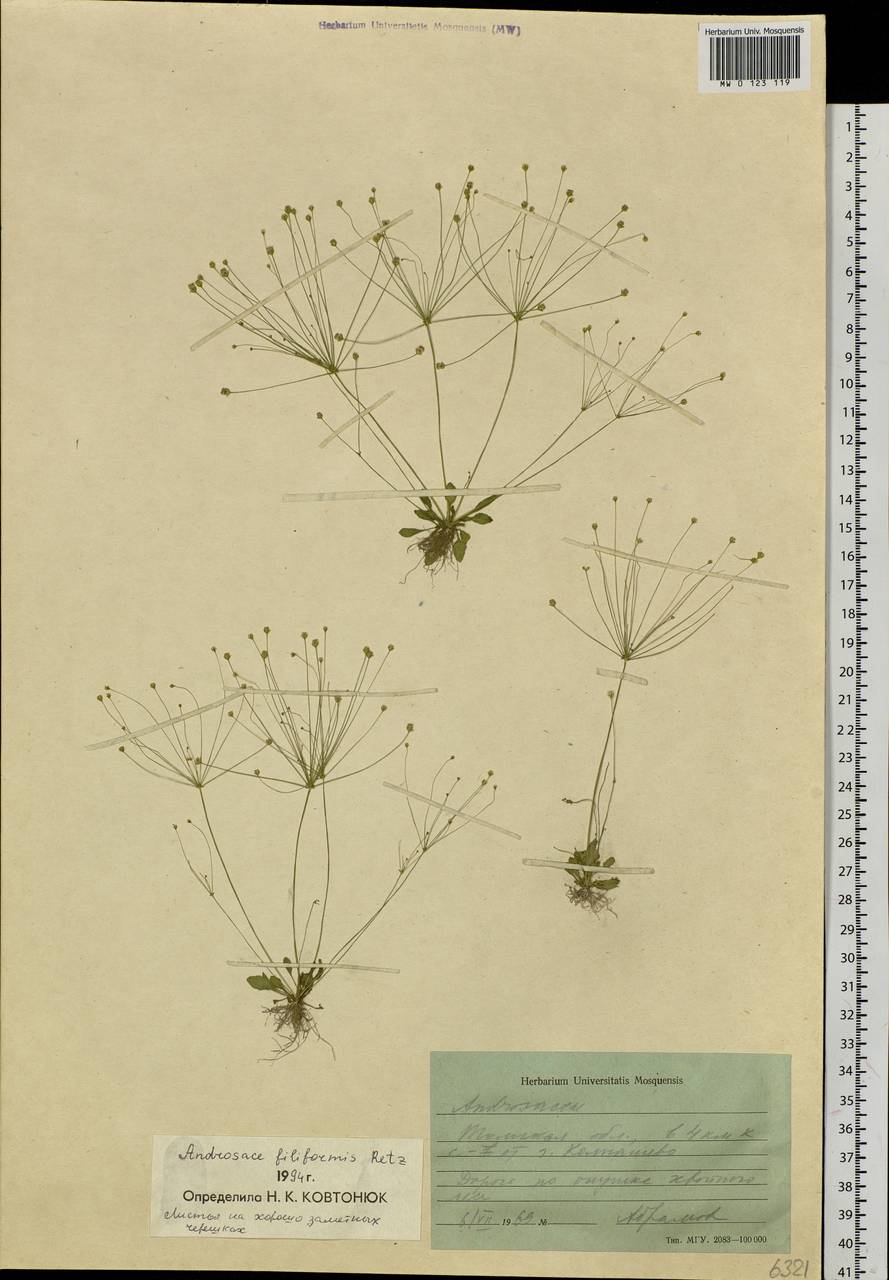 Androsace filiformis Retz., Siberia, Western Siberia (S1) (Russia)