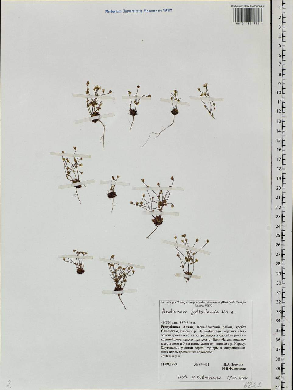 Androsace fedtschenkoi Ovcz., Siberia, Altai & Sayany Mountains (S2) (Russia)