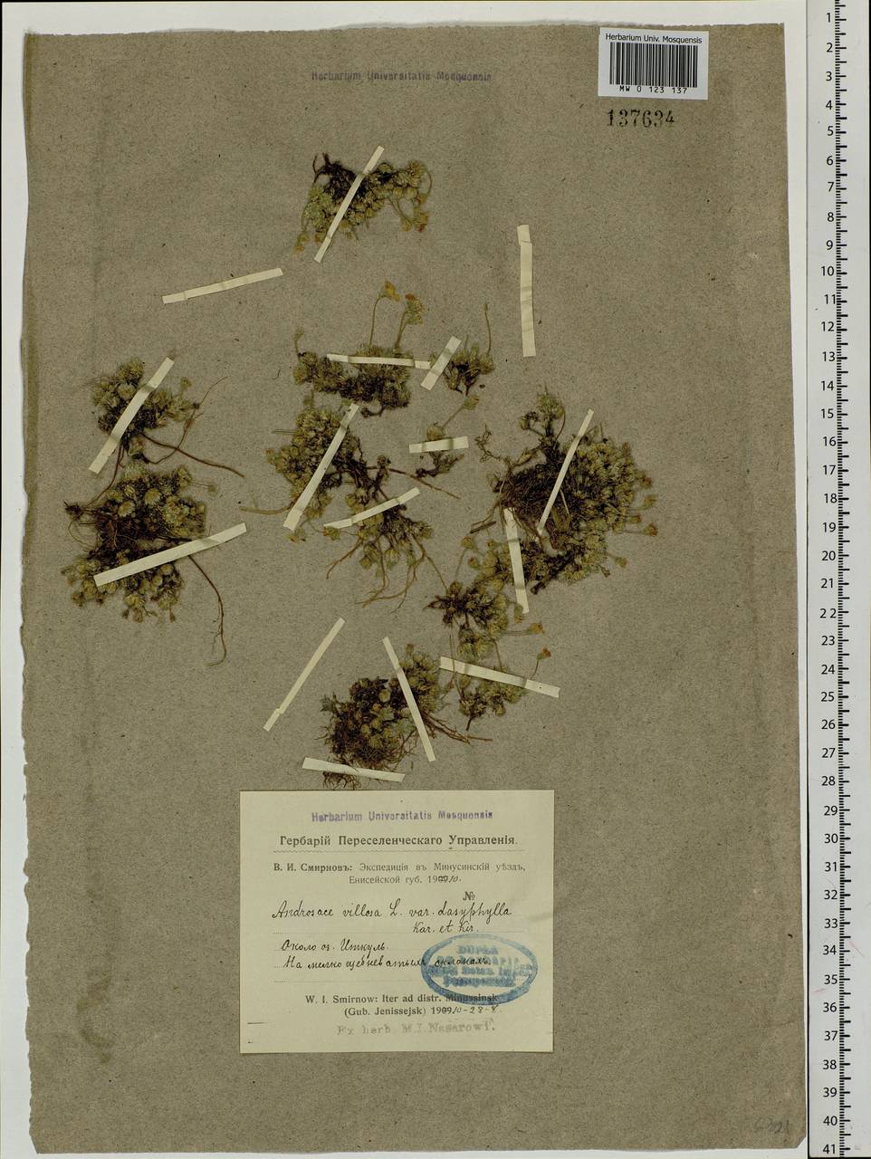 Androsace villosa var. dasyphylla (Bunge) Kar. & Kir., Siberia, Altai & Sayany Mountains (S2) (Russia)