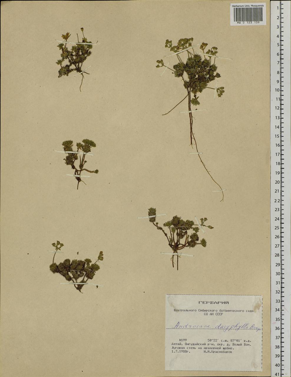 Androsace villosa var. dasyphylla (Bunge) Kar. & Kir., Siberia, Altai & Sayany Mountains (S2) (Russia)