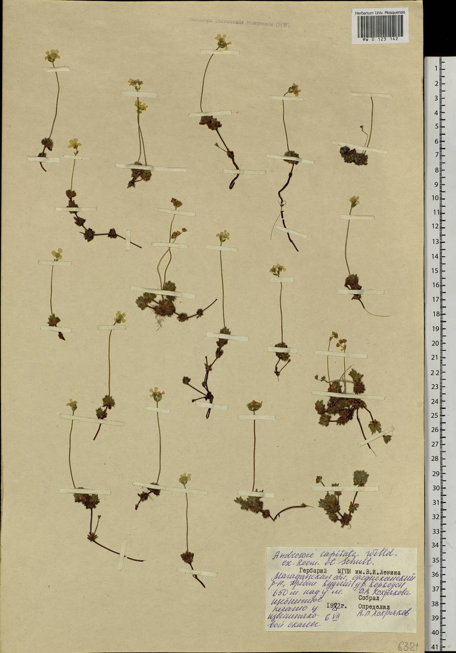 Androsace chamaejasme subsp. lehmanniana (Spreng.) Hultén, Siberia, Chukotka & Kamchatka (S7) (Russia)