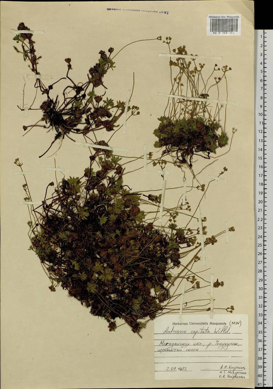 Androsace chamaejasme subsp. lehmanniana (Spreng.) Hultén, Siberia, Chukotka & Kamchatka (S7) (Russia)