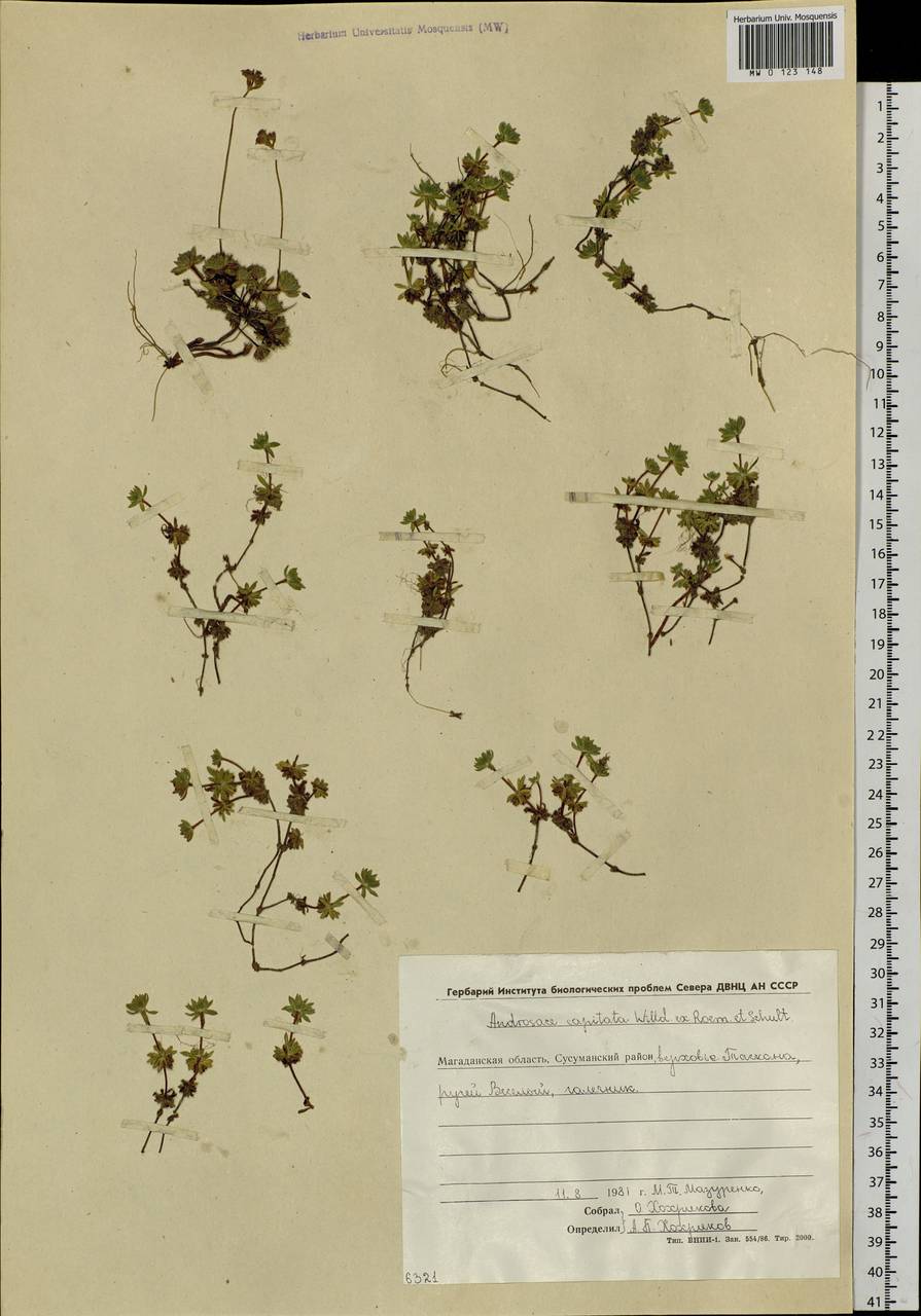 Androsace chamaejasme subsp. lehmanniana (Spreng.) Hultén, Siberia, Chukotka & Kamchatka (S7) (Russia)