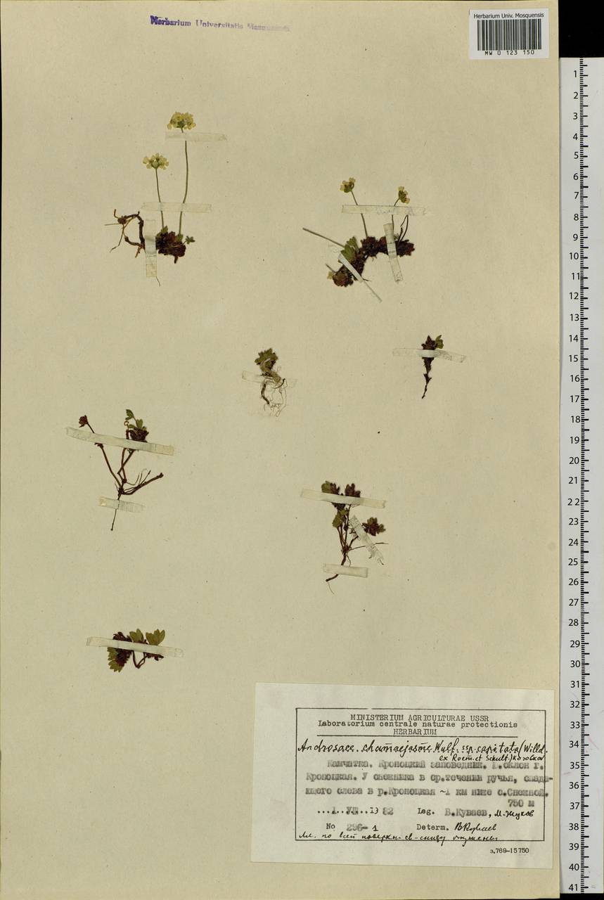 Androsace chamaejasme subsp. lehmanniana (Spreng.) Hultén, Siberia, Chukotka & Kamchatka (S7) (Russia)