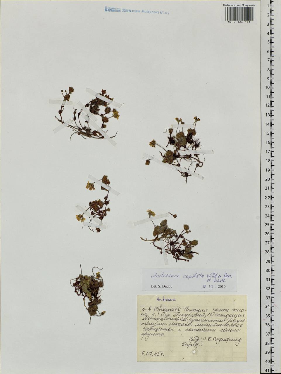 Androsace chamaejasme subsp. lehmanniana (Spreng.) Hultén, Siberia, Chukotka & Kamchatka (S7) (Russia)