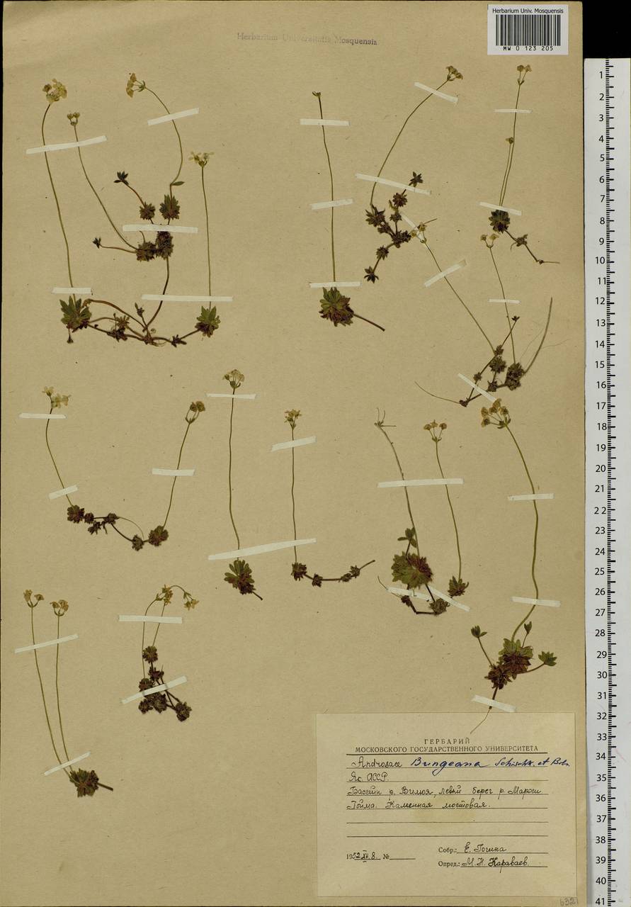Androsace bungeana Schischk. & Bobrov, Siberia, Yakutia (S5) (Russia)