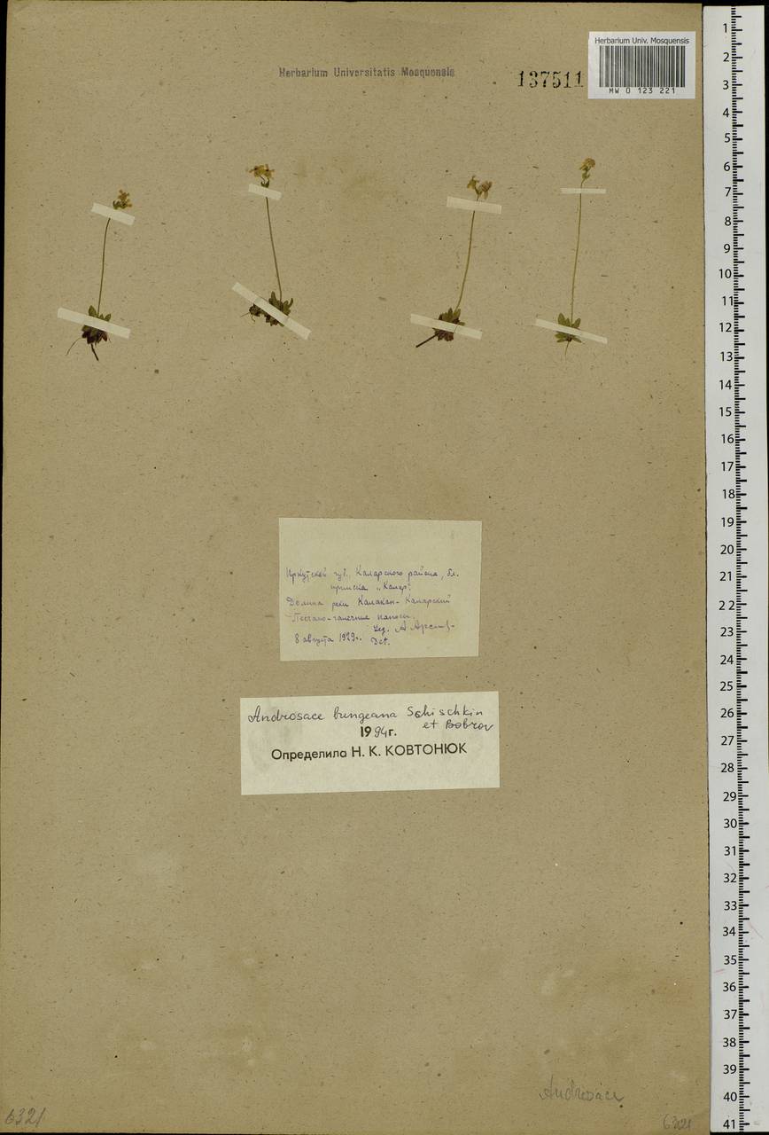 Androsace bungeana Schischk. & Bobrov, Siberia, Baikal & Transbaikal region (S4) (Russia)