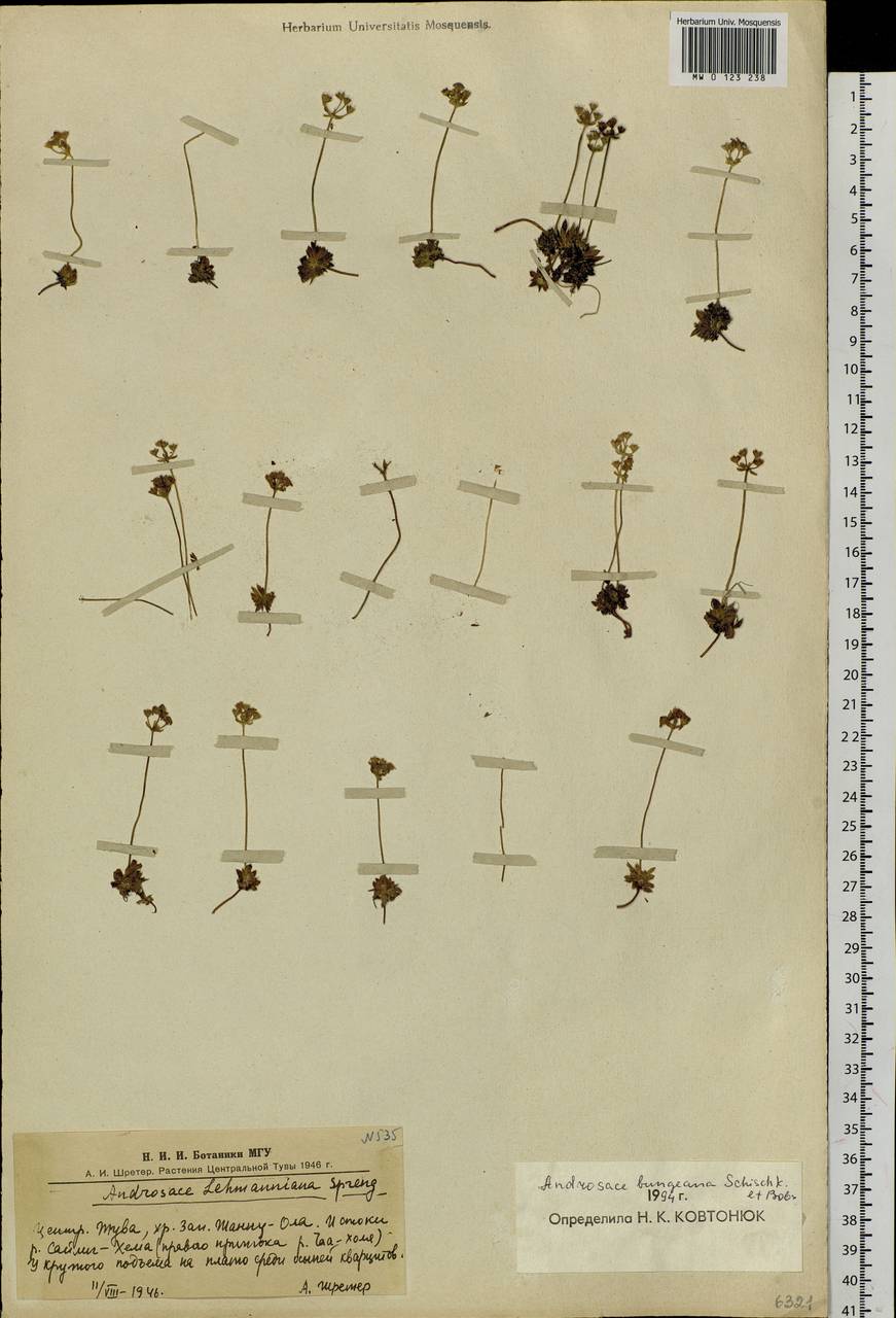 Androsace bungeana Schischk. & Bobrov, Siberia, Altai & Sayany Mountains (S2) (Russia)