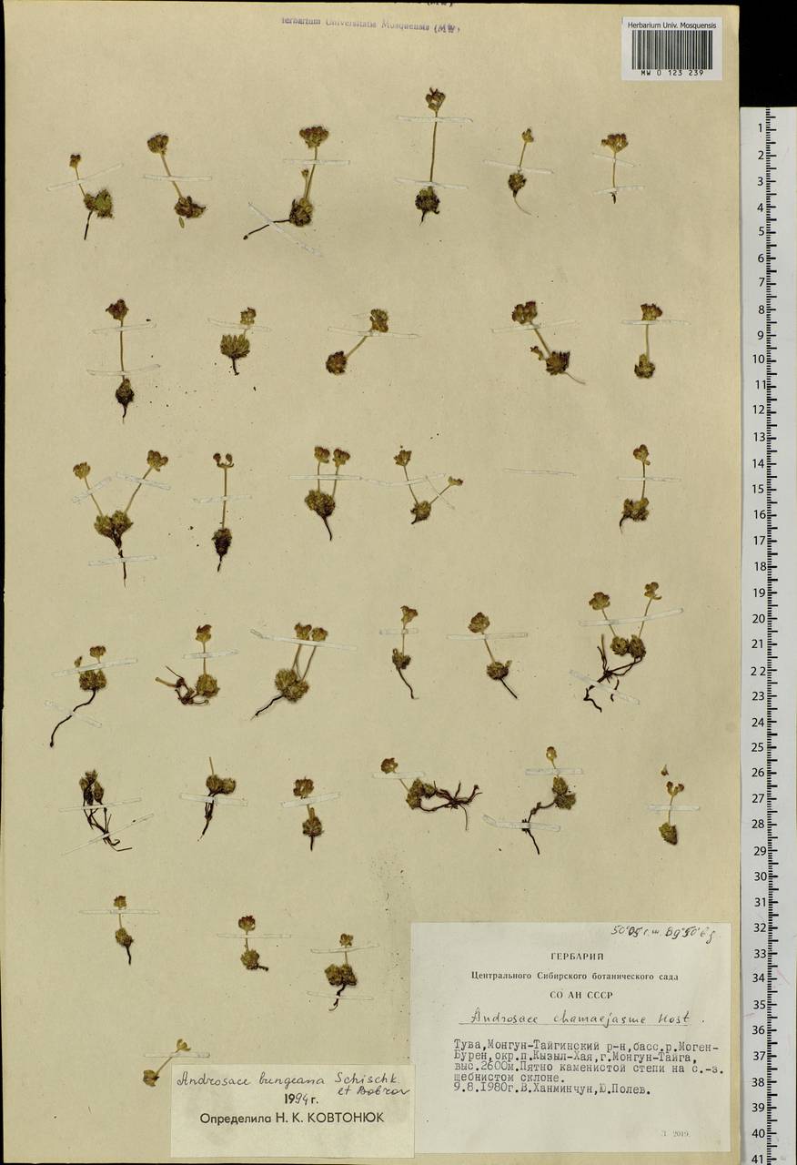 Androsace bungeana Schischk. & Bobrov, Siberia, Altai & Sayany Mountains (S2) (Russia)