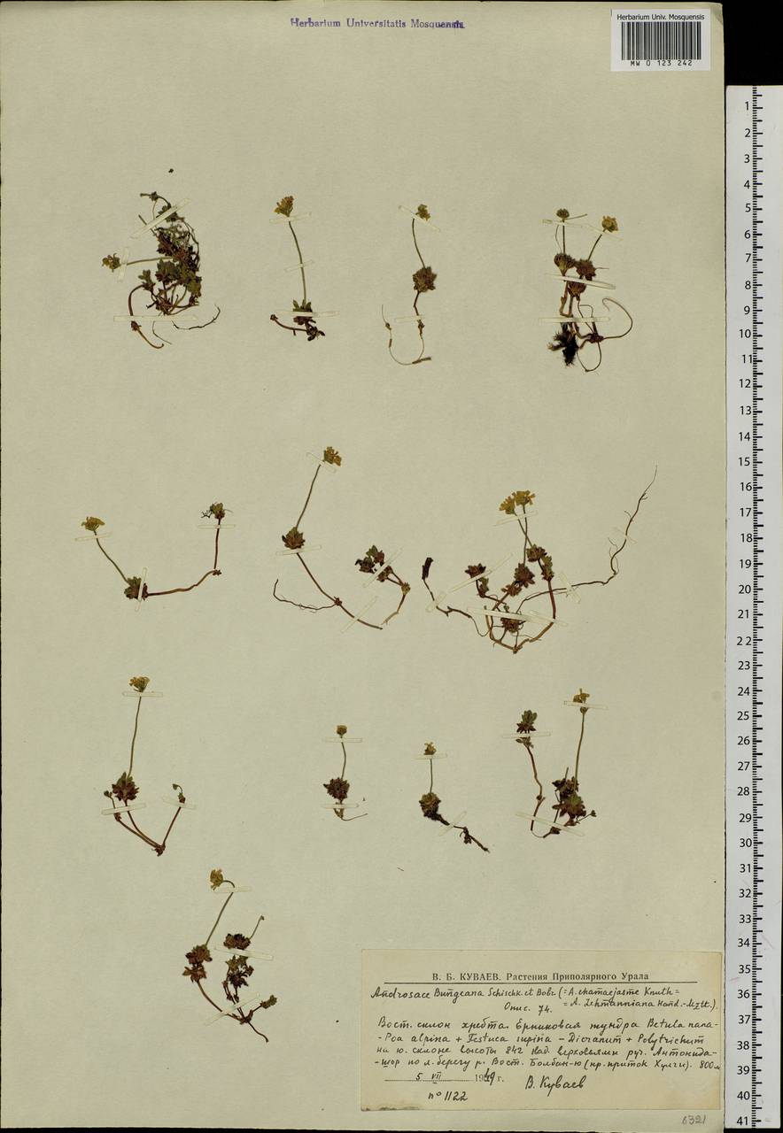 Androsace bungeana Schischk. & Bobrov, Siberia, Western Siberia (S1) (Russia)
