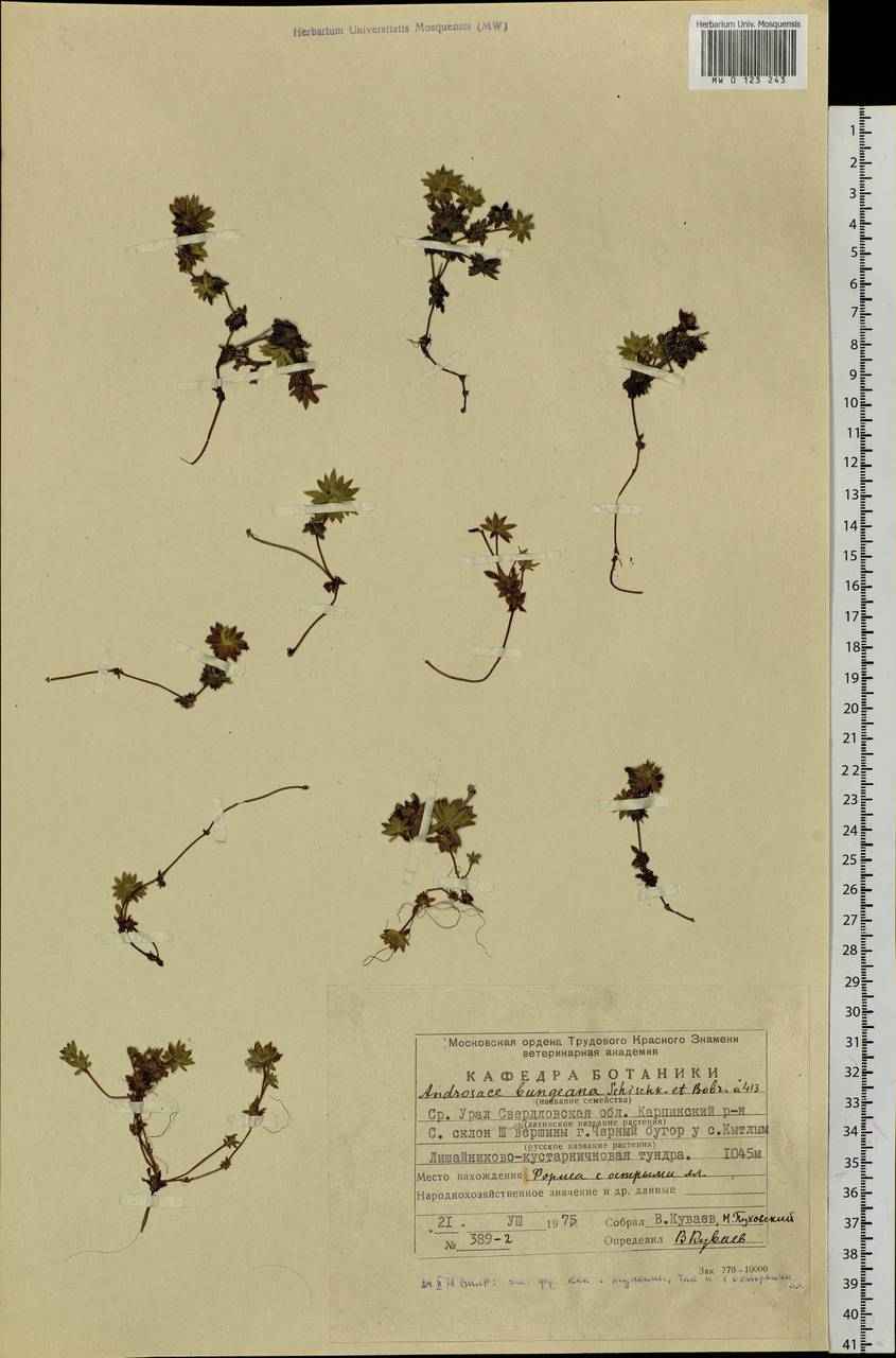 Androsace bungeana Schischk. & Bobrov, Eastern Europe, Eastern region (E10) (Russia)