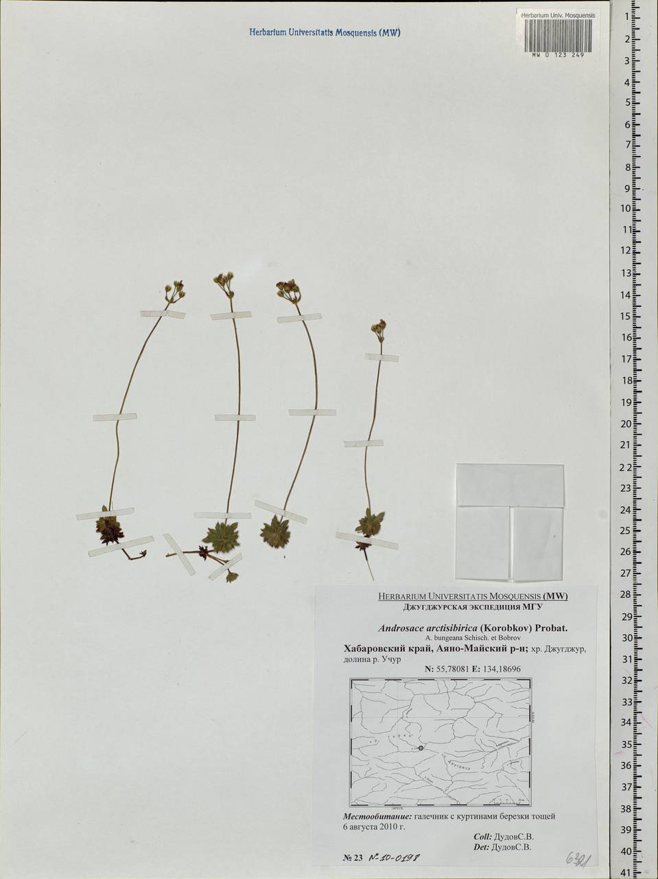 Androsace bungeana Schischk. & Bobrov, Siberia, Russian Far East (S6) (Russia)