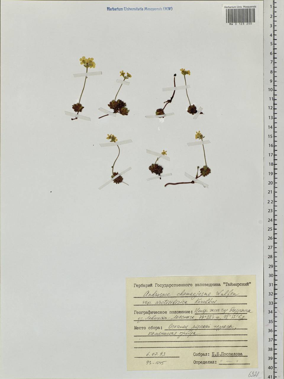 Androsace bungeana Schischk. & Bobrov, Siberia, Central Siberia (S3) (Russia)