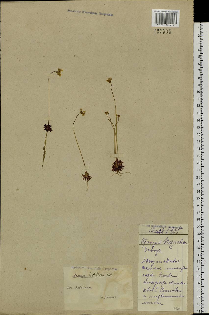 Androsace lactiflora Fisch. ex Willd., Siberia, Baikal & Transbaikal region (S4) (Russia)