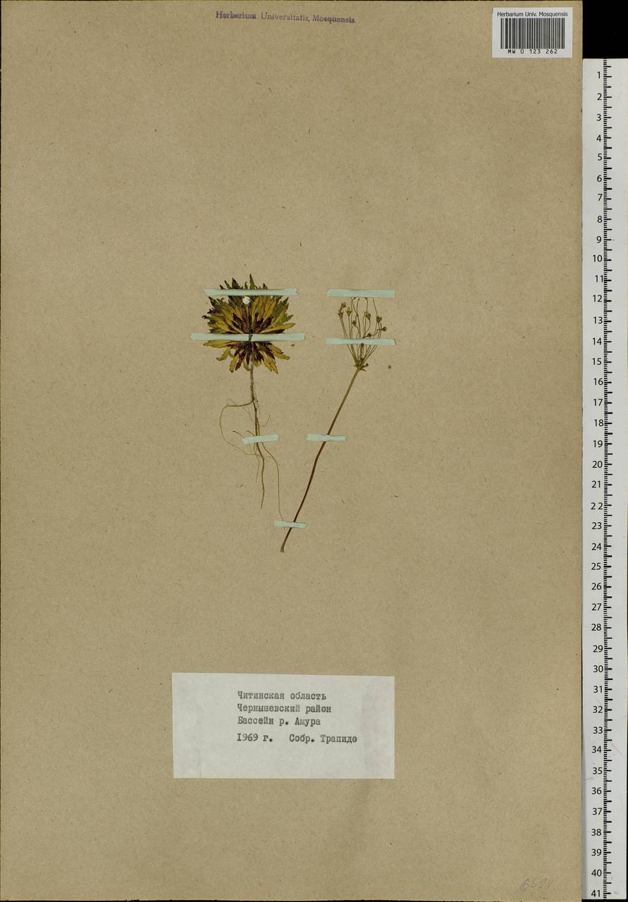 Androsace lactiflora Fisch. ex Willd., Siberia, Baikal & Transbaikal region (S4) (Russia)