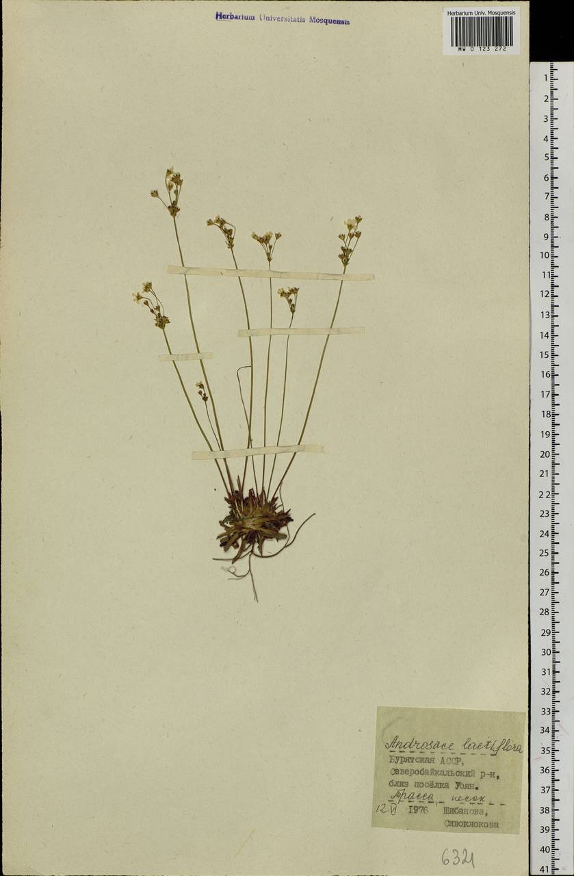 Androsace lactiflora Fisch. ex Willd., Siberia, Baikal & Transbaikal region (S4) (Russia)