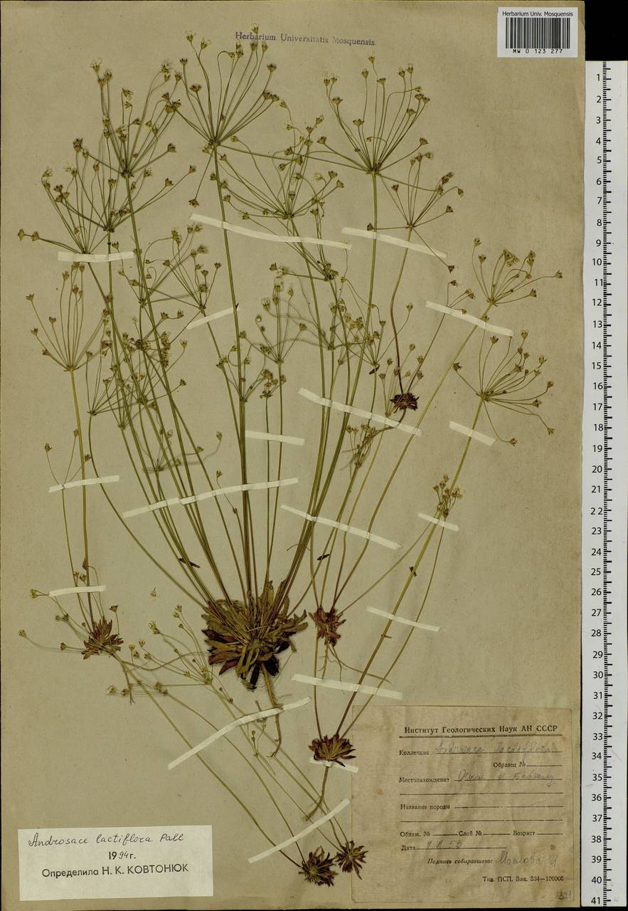 Androsace lactiflora Fisch. ex Willd., Siberia, Baikal & Transbaikal region (S4) (Russia)