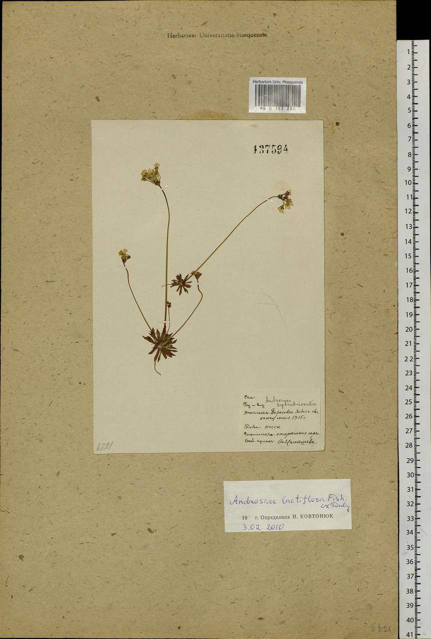 Androsace lactiflora Fisch. ex Willd., Siberia, Baikal & Transbaikal region (S4) (Russia)