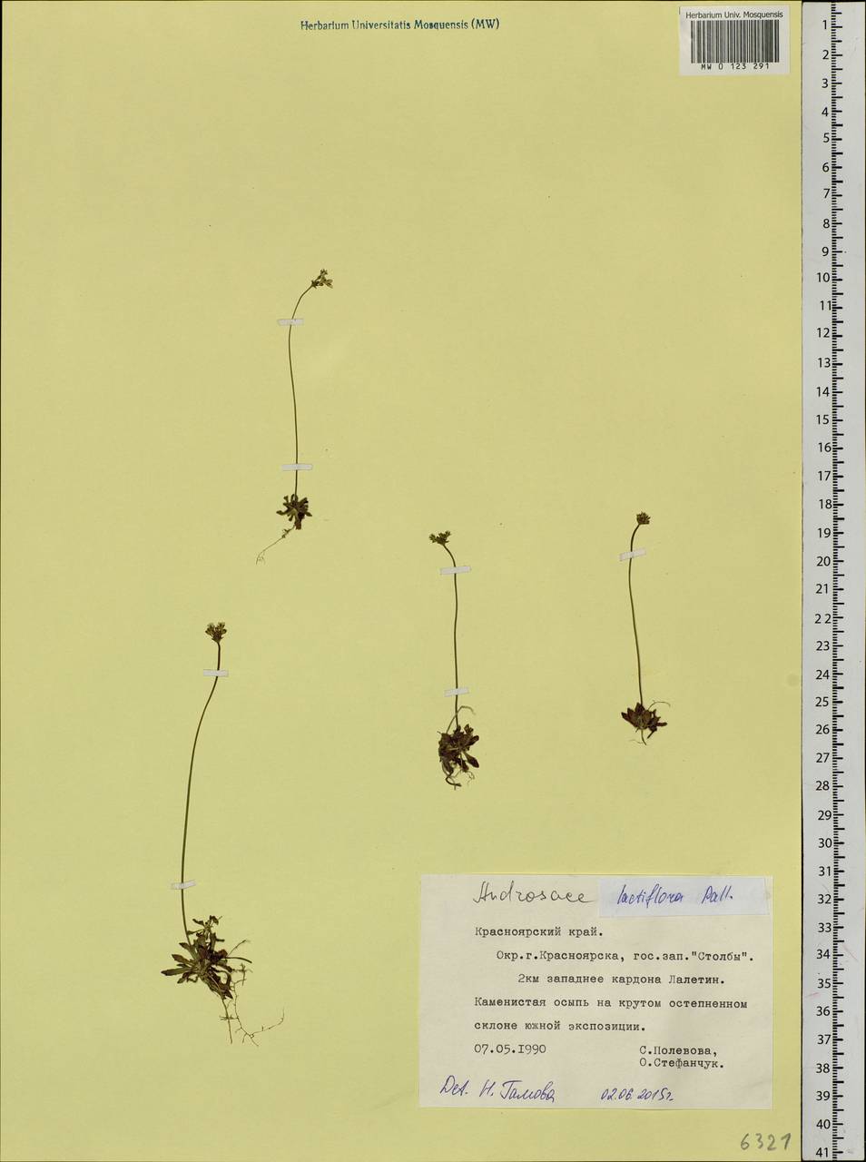 Androsace lactiflora Fisch. ex Willd., Siberia, Central Siberia (S3) (Russia)