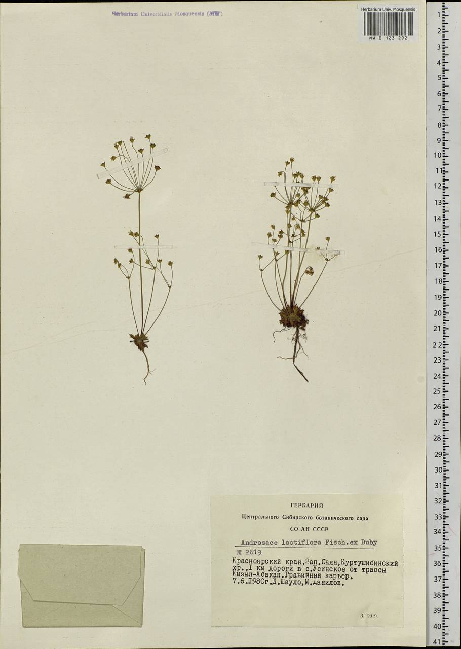 Androsace lactiflora Fisch. ex Willd., Siberia, Altai & Sayany Mountains (S2) (Russia)