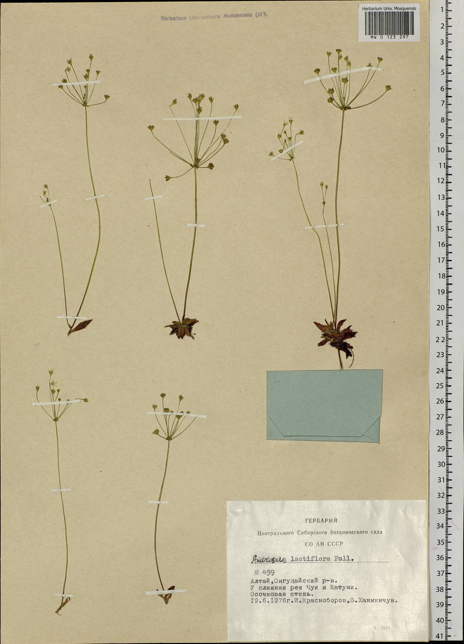 Androsace lactiflora Fisch. ex Willd., Siberia, Altai & Sayany Mountains (S2) (Russia)