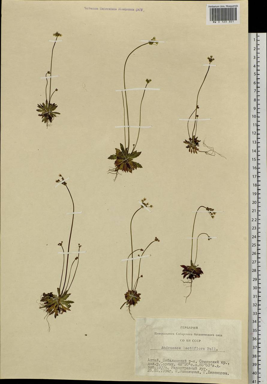 Androsace lactiflora Fisch. ex Willd., Siberia, Altai & Sayany Mountains (S2) (Russia)
