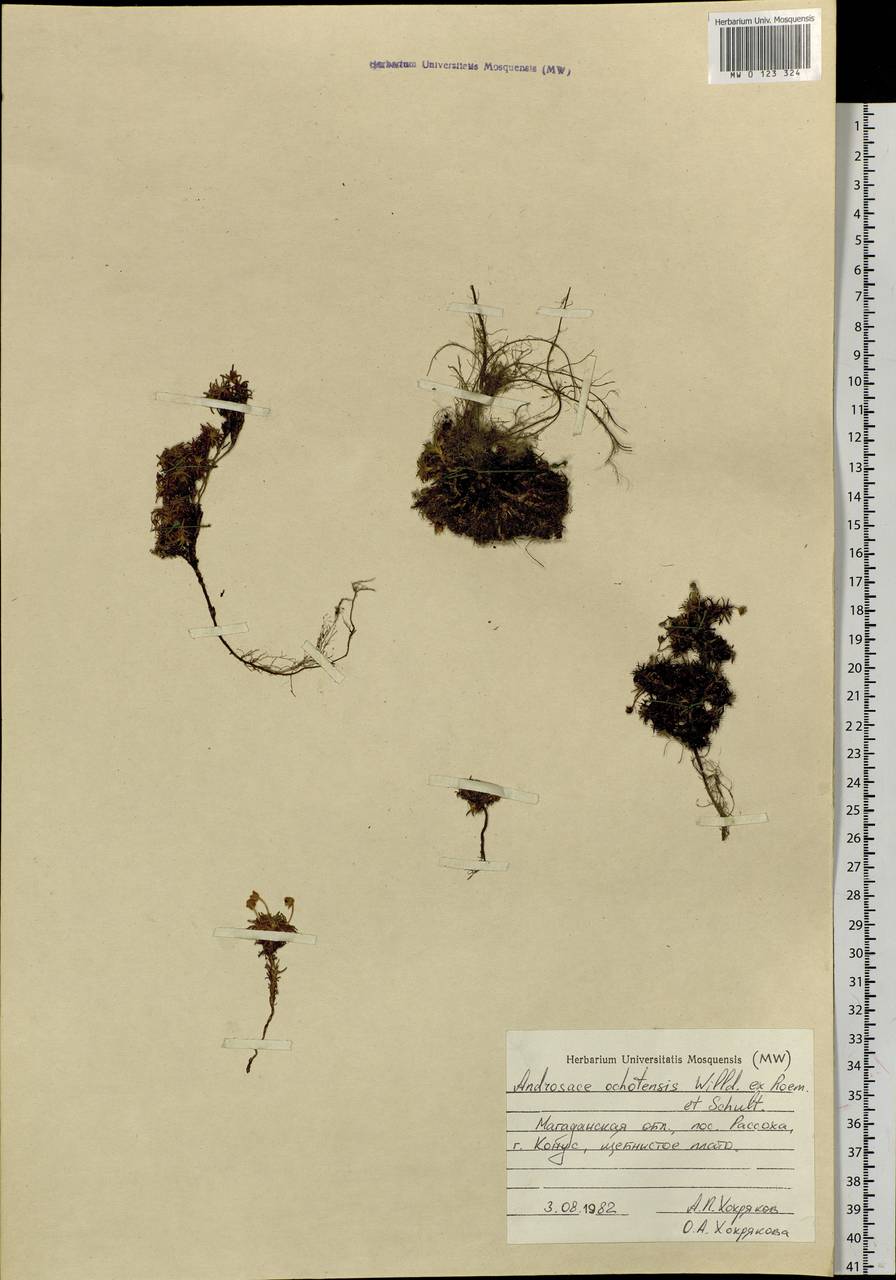 Androsace ochotensis Willd. ex Roem. & Schult., Siberia, Chukotka & Kamchatka (S7) (Russia)