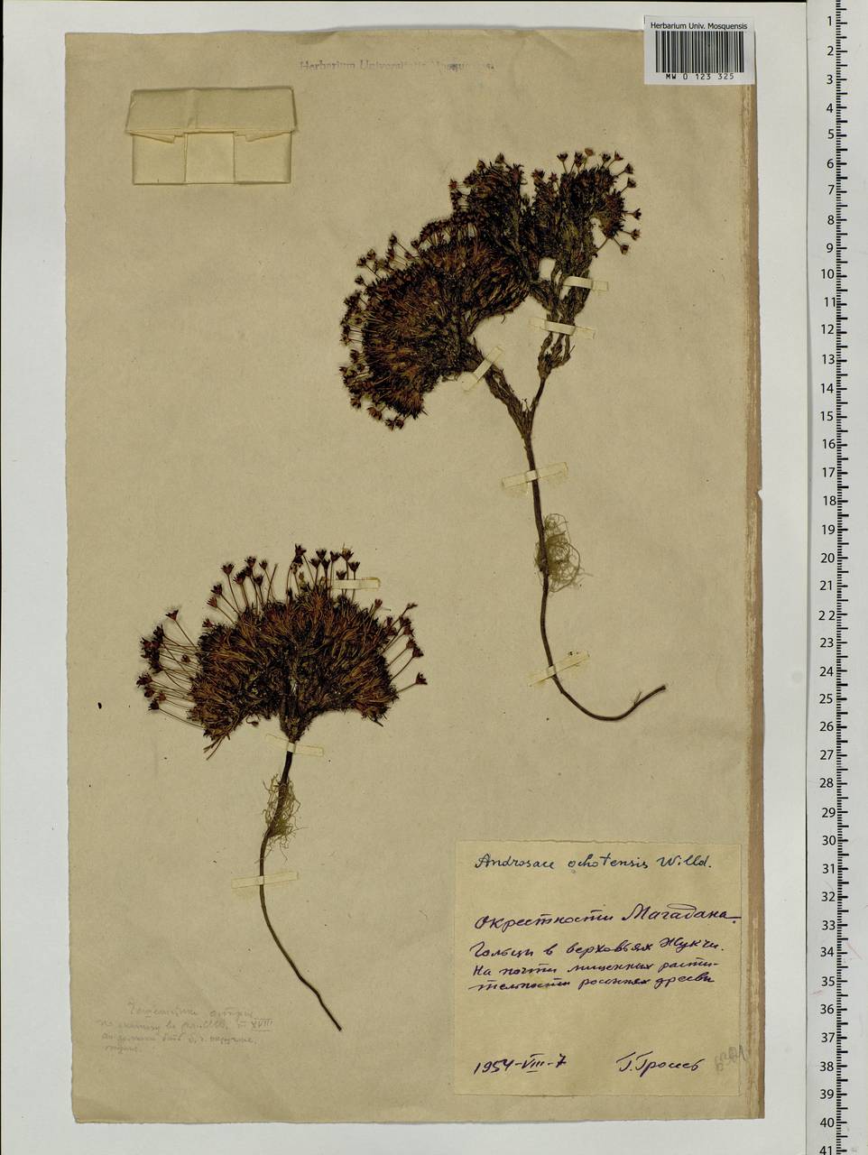 Androsace ochotensis Willd. ex Roem. & Schult., Siberia, Chukotka & Kamchatka (S7) (Russia)