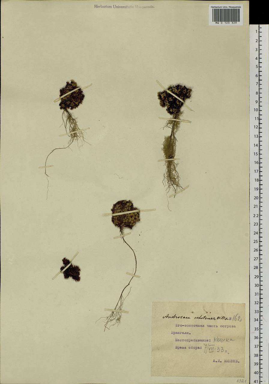 Androsace ochotensis Willd. ex Roem. & Schult., Siberia, Chukotka & Kamchatka (S7) (Russia)