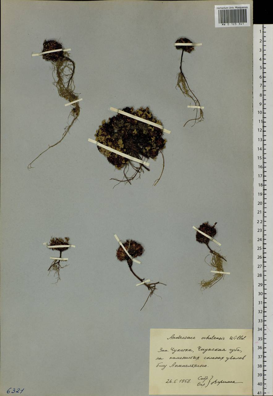 Androsace ochotensis Willd. ex Roem. & Schult., Siberia, Chukotka & Kamchatka (S7) (Russia)