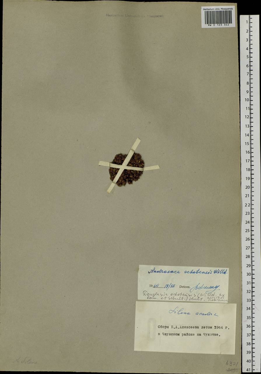 Androsace ochotensis Willd. ex Roem. & Schult., Siberia, Chukotka & Kamchatka (S7) (Russia)